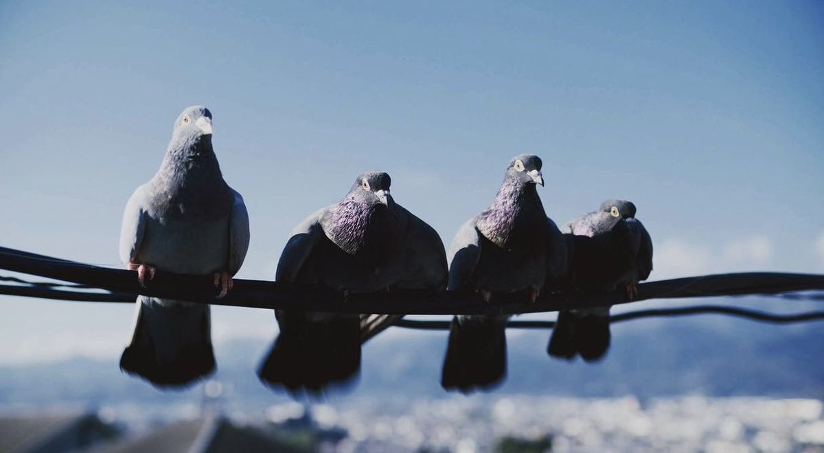 ブラッシュアップライフ考察：おばあちゃんと鳩の関係